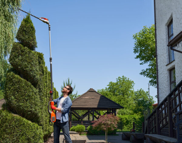 Skilful gardener using high-altitude hedge trimmer while shaping bush in topiary garden. Side view of smiling man cutting top of conifer tree with pro equipment in summer day. Concept of topiary.